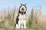 ALASKAN MALAMUTE 038